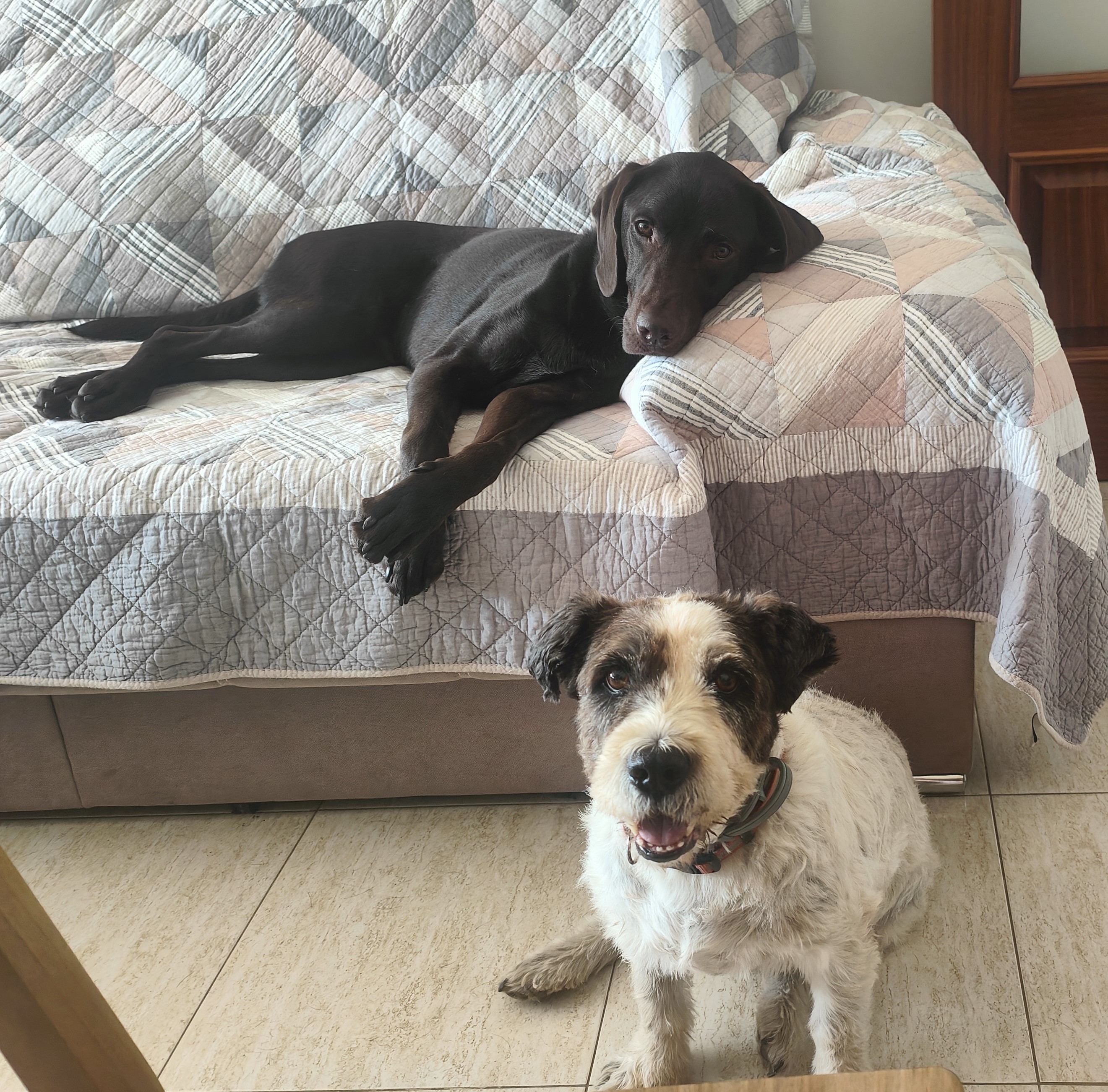 Mascota en guardería en casa